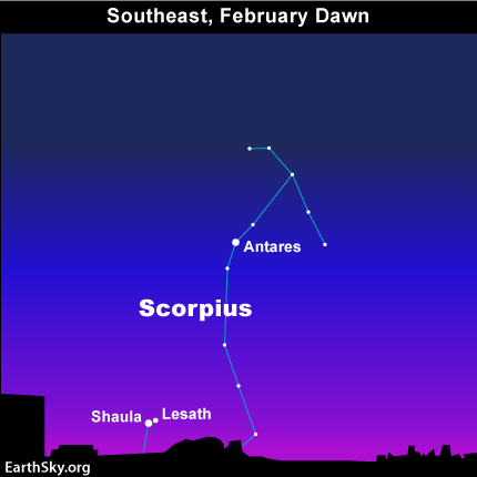 If you're in the Northern Hemisphere, Shaula and Lesath will come over your southeastern horizon sometimes this month. They're a hopeful sign that spring is coming.