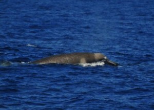 Rarely seen Shepherd's beaked whale