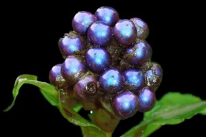 Pollia condensata: brightest biological substance