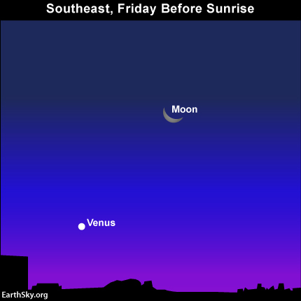 Look for the waning crescent moon and the dazzling planet Venus on the mornings of November 9, 10 and 11