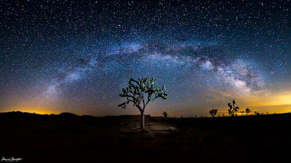 Milky Way Galaxy arching over a Joshua tree