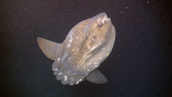 A Mola mola, or ocean sunfish, stops by for a visit during one of the dives of the Pathways to the Abyss cruise. Image courtesy of Deepwater Canyons 2013 - Pathways to the Abyss, NOAA-OER/BOEM/USGS. 