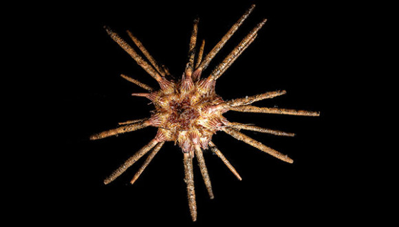 Cidaroid (pencil) urchin collected with the Jason II remotely operated vehicle on NOAA Ship Ronald H. Brown. Image courtesy of Art Howard, Deepwater Canyons 2013 - Pathways to the Abyss, NOAA-OER/BOEM/USGS. Download high-resolution version (5.5 Mb).