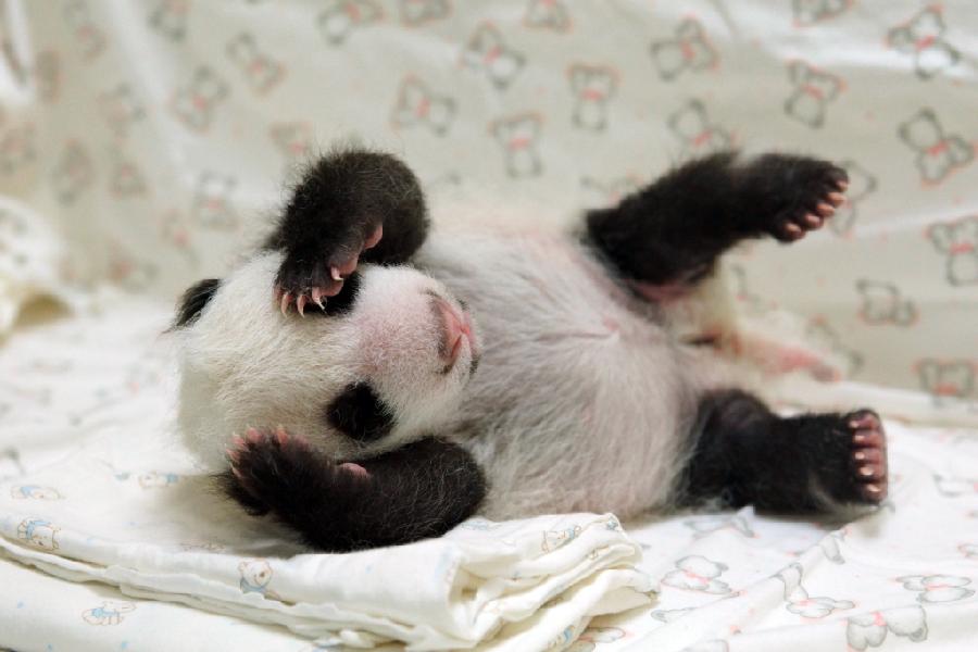 pictures of baby pandas images