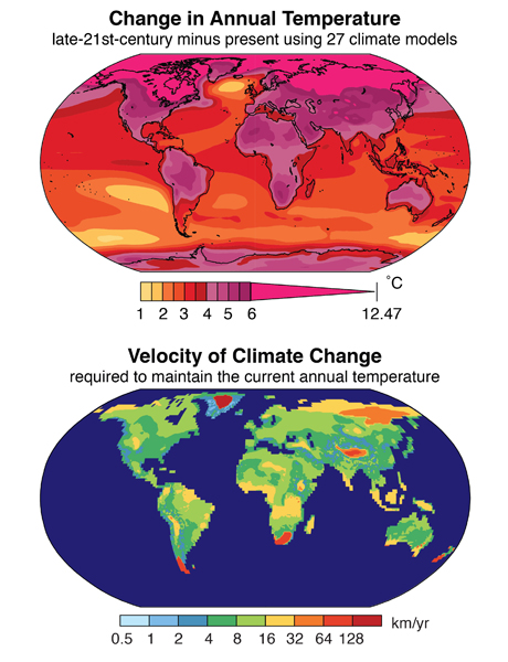 The top map shows global temperatures in the late 21st century, based on current warming trends. The bottom map illustrates the velocity of climate change, or how far species in any given area will need to migrate by the end of the 21st century to experience climate similar to present.   Images via Stanford University.