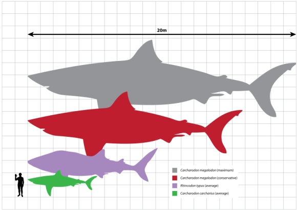 Megalodon with the whale shark (purple, 9.7m), great white shark (green, 5.2 m), and a human for scale (Great White Shark, 5.2m), Rhincodon typus (Whale Shark, 9.7m) and conservative/maximum estimates of the largest known adult size of Carcharodon megalodon (16-20m), with a human Homo sapiens (1.8m).  