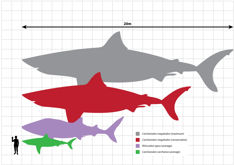 Megalodon Shark Size