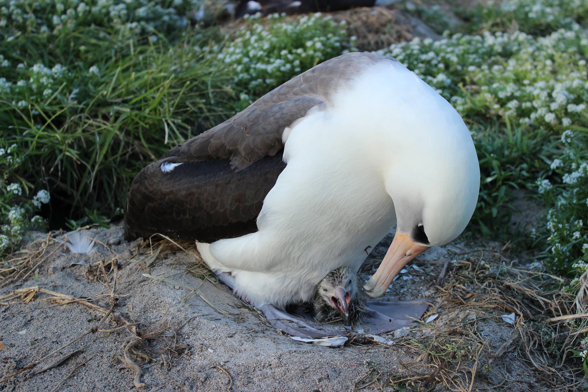 albatross-oldest-bird