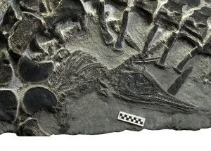 Fossil of live birth via Ryosuke Motani, PLOS One.