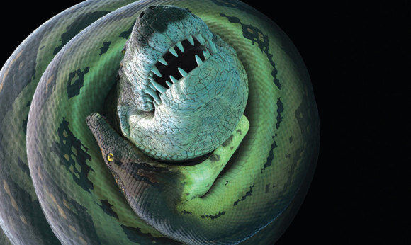 A new crocodilian species lived in freshwater rivers 60 million years ago, in close proximity to Titanoboa, a monster snake that would have been a formidable threat, says Jonathan Bloch. 