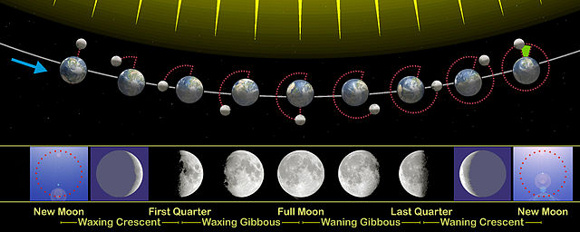Один лунный месяц - это период времени от новолуния до новолуния. Если смотреть с северной стороны орбитальных плоскостей Земли и Луны, Земля вращается вокруг Солнца против часовой стрелки, а вокруг Земли - против Луны. Изображение предоставлено: Википедия