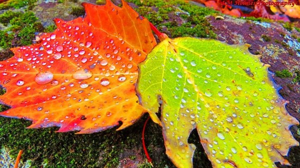 Image result for autumn leaves changing colors