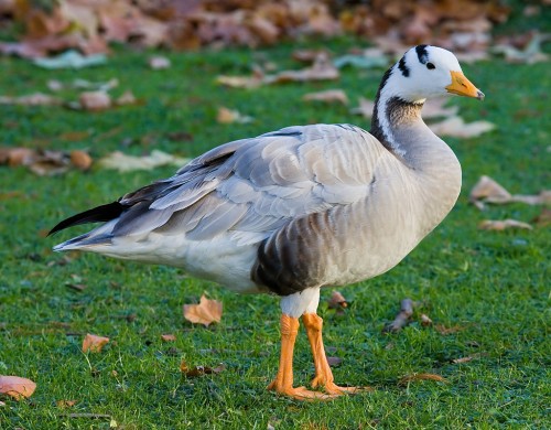 A Bar-headed Goose in St James's Park, London, England. Photo by DAVID ILIFF. License: CC-BY-SA 3.0 via Wikipedia.