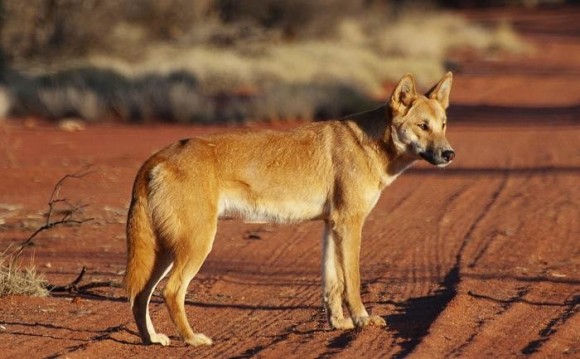 New evidence suggests dogs arrived in the Americas only about 10,000 years ago. Some believe the ancient dogs looked a lot like present-day dingos. Image credit: Angus McNab