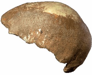 A distinctive bun-shaped occipital region at the back of the partial skull suggests its connection with modern humans.