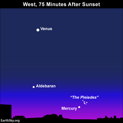 With binoculars, see if you can view the Pleiades star cluster near the planet Mercury.