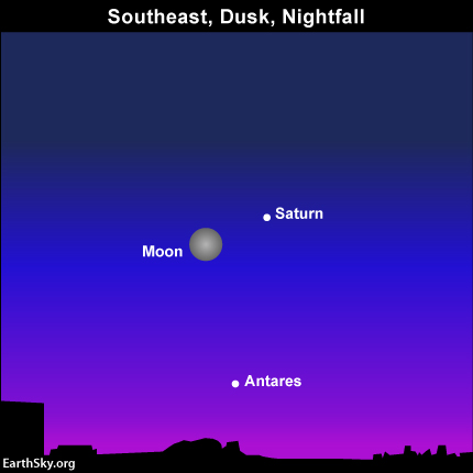 Despite the lunar glare, you might see the planet Saturn and the star Antares close to tonight's almost-full moon.