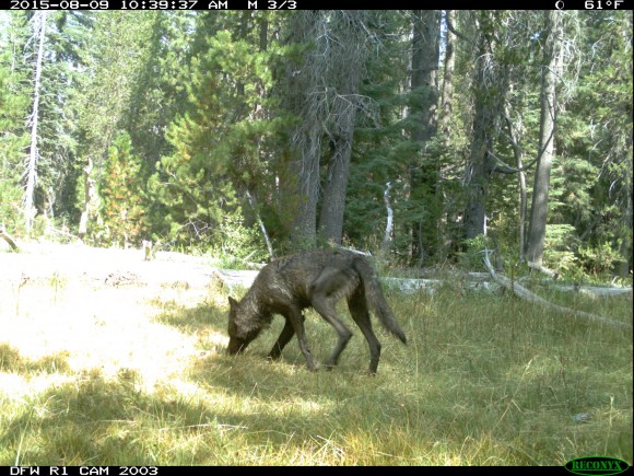 Adult wolf in Shasta Pack. Image credit: CDFG