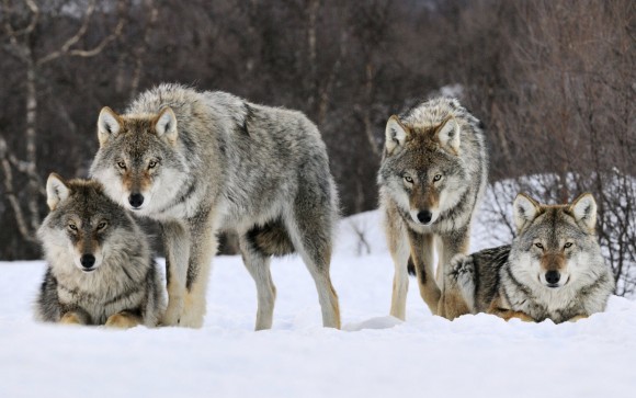 Image result for wolves