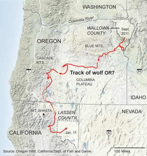 Route taken by Wolf OR-7 on his first trip from Oregon into California, showing his path close to  Mt. Shasta. Image credit: NYTimes