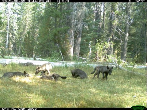 The 5 wolf pups of the Shasta Pack. Image credit: CDFG
