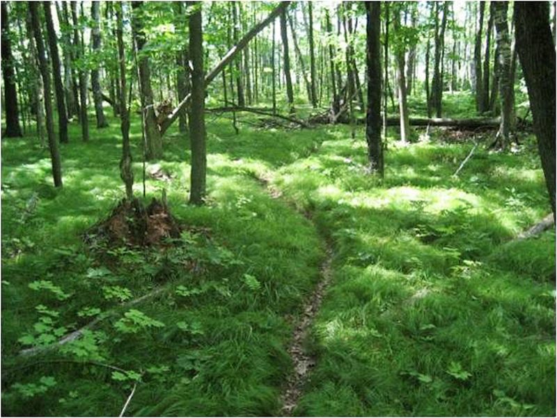 Grasses carpet the understory of a forest with large populations of European earthworms. Image courtesy of Scott L Loss.