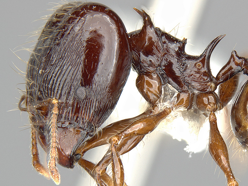 With their spiny backs reminding scientists of a dragon, this new species of ant is named for Drogon, the fierce black dragon commanded by Daenerys Targaryen in the epic fantasy, Game of Thrones. Image via IISE.