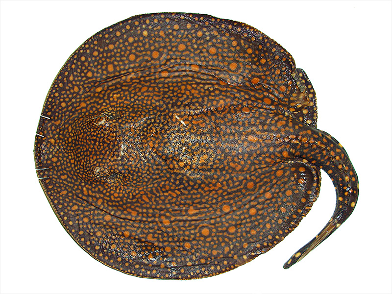 This large, strikingly patterned freshwater stingray is endemic to the Tocantins River in Brazil. Image via IISE.