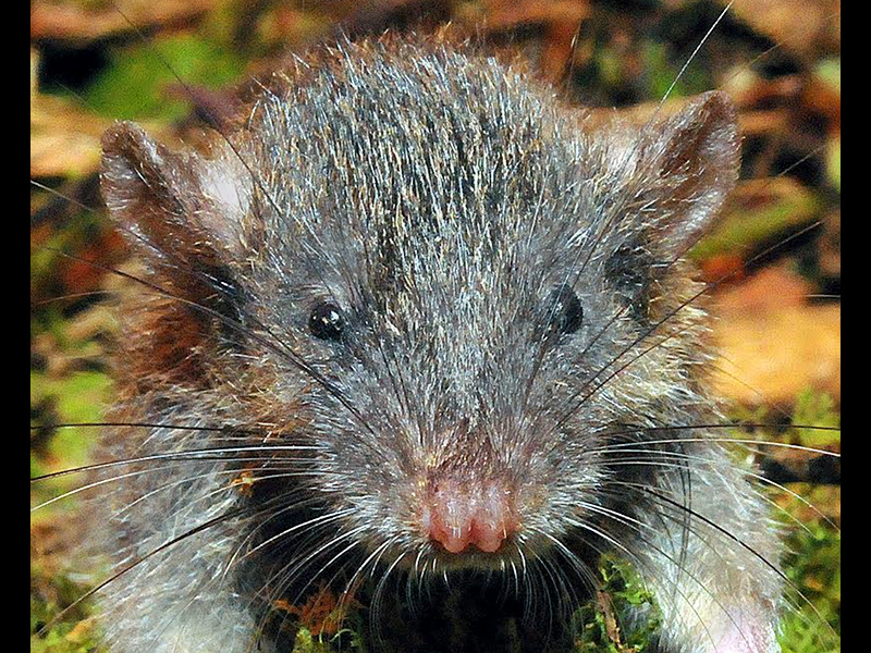 In what appears to be an evolutionary reversal, the newly discovered Sulawesi root rat dines on both plant and animal matter, making it unique among its strictly carnivorous relatives. Image via IISE.
