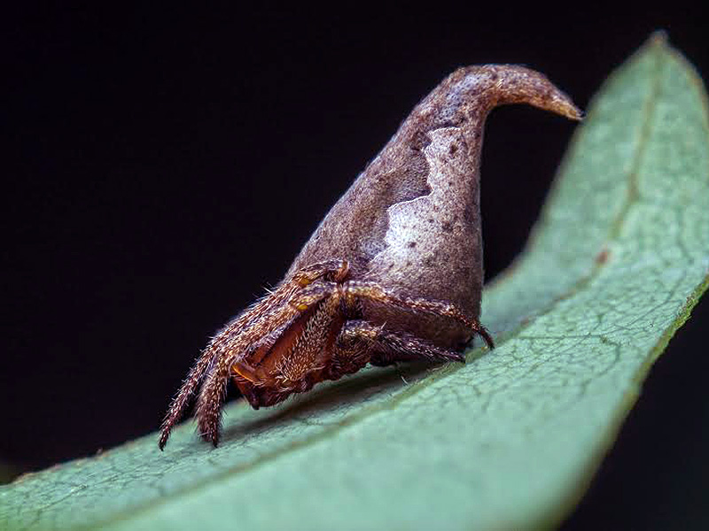 This tiny spider, less than 2 mm (a tenth of an inch) long, takes its name from the bewitched Sorting Hat in J.K. Rowling’s beloved Harry Potter books. Image via IISE.