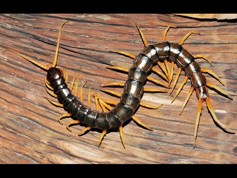 Swimming Centipede (Scolopendra cataracta). Location: Laos, Thailand and Vietnam