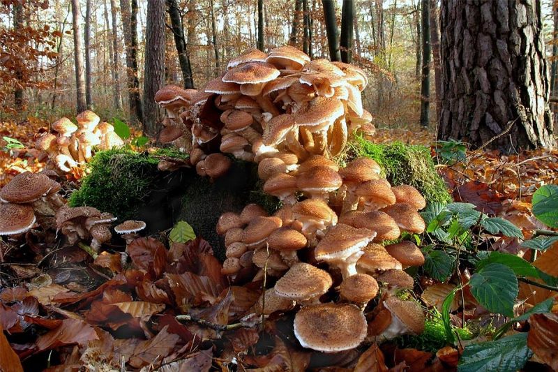 Image result for largest fungus ever