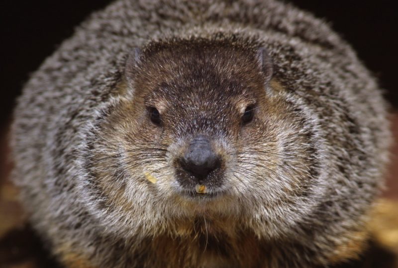 Closeup of furry, round groundhog's face with black nose and small eyes.