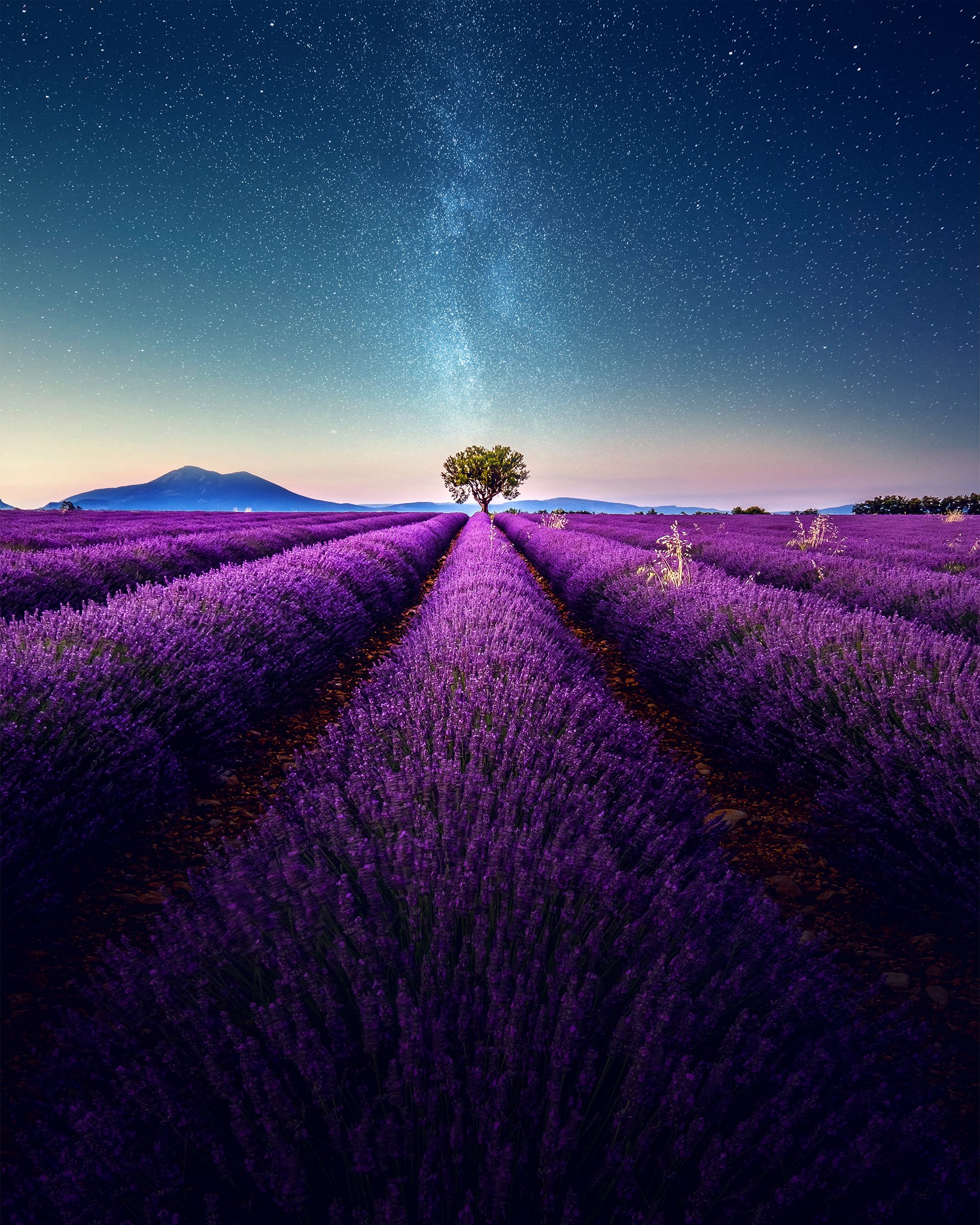 Lavender field under the Milky Way | Today's Image | EarthSky