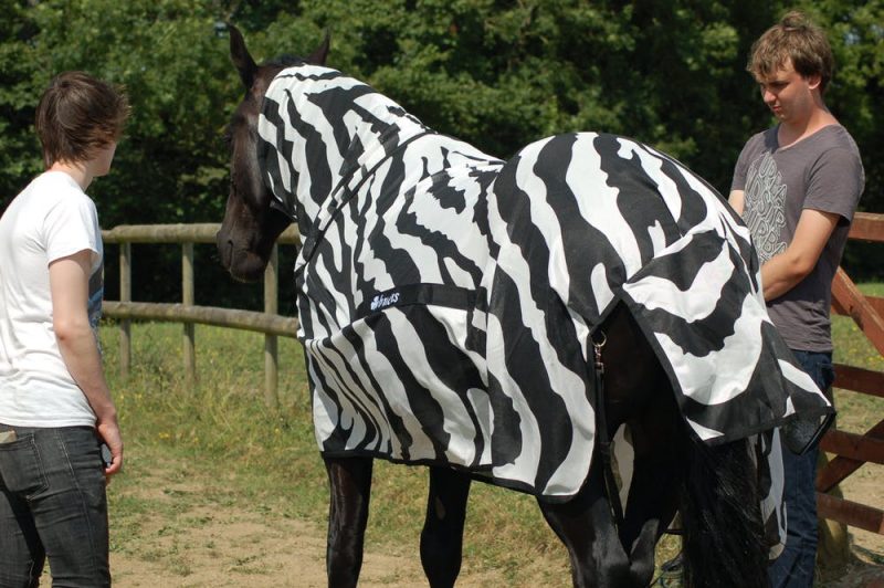 Horse wearing a zebra-stripe blanket and neck cover.