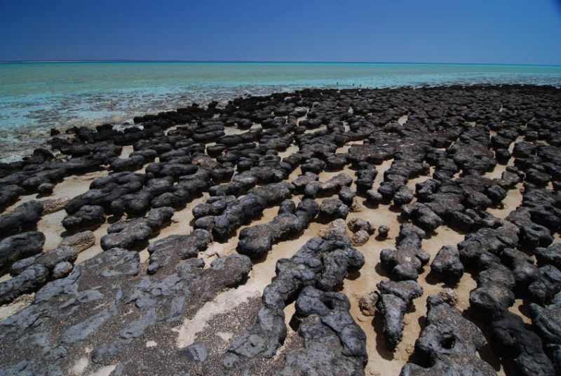 Large round cushion-shaped black rocks.