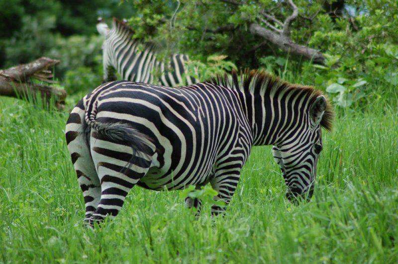 Zebra in grass.