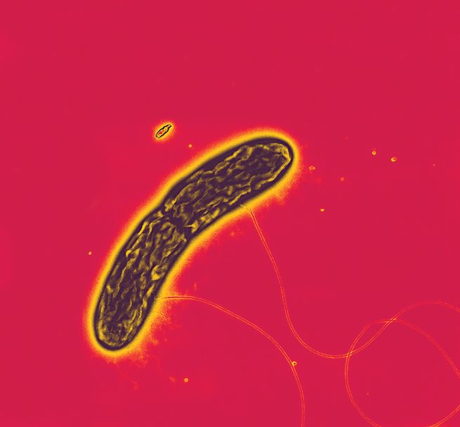 Geobacter bacteria.