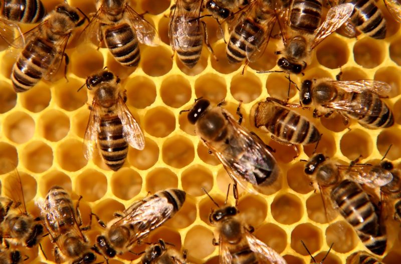 Many honey bees walking on wax honeycomb with open hexagonal chambers.