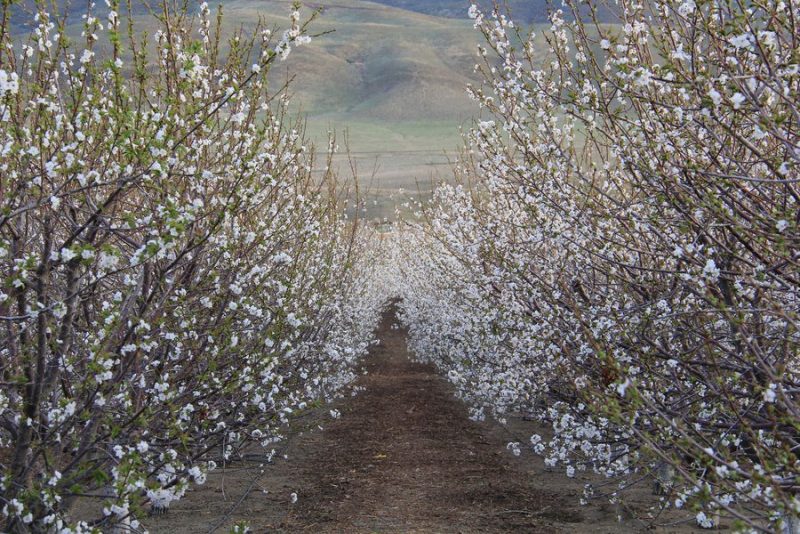Earth Day 2019 Cherry_trees_spring_Kerri_Willerford_Antelope_Valley_CA-e1555619866711