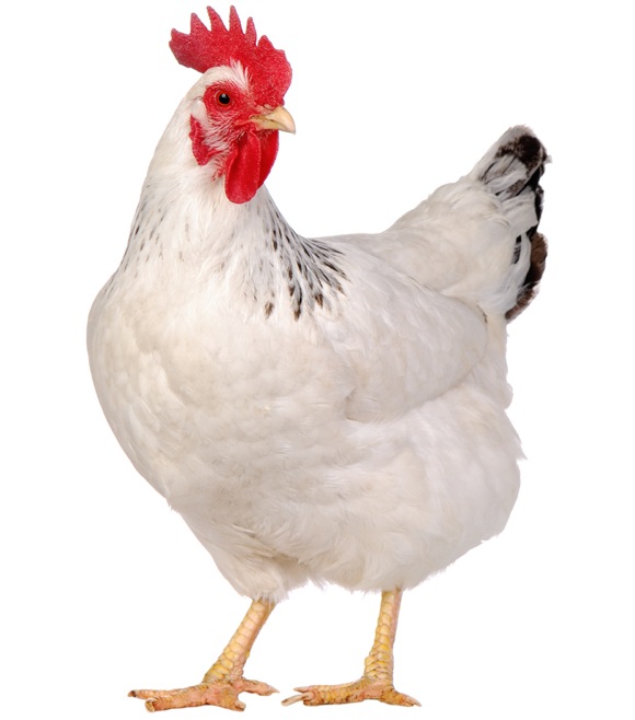 white-chicken.jpg