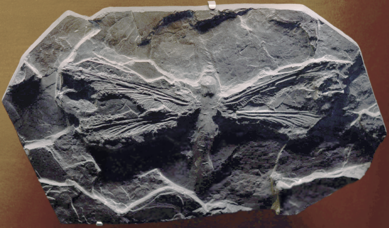 M. monyi - whose fossilized remains are shown here - is one of the largest known flying insect species; the Permian Meganeuropsis permiana is another.  This specimen is housed at the Fossil at the Museum of Natural History in Toulouse. Image via Wikimedia Commons.