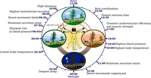 Cool facts about your biological clock