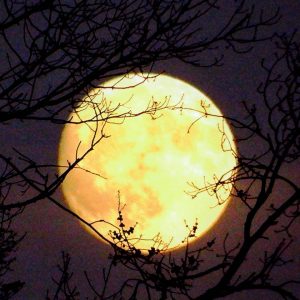 Image result for Bright Orange Hunter’s Moon Will Rise In Sky Tonight