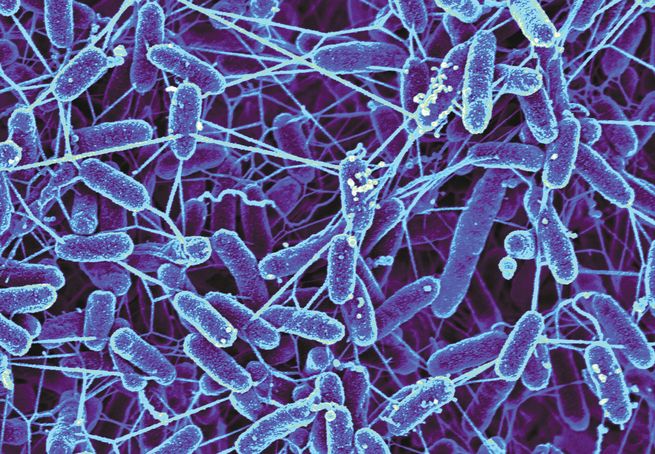 https://en.es-static.us/upl/2019/03/Shewanella-Oneidensis-bacteria-2015.jpg