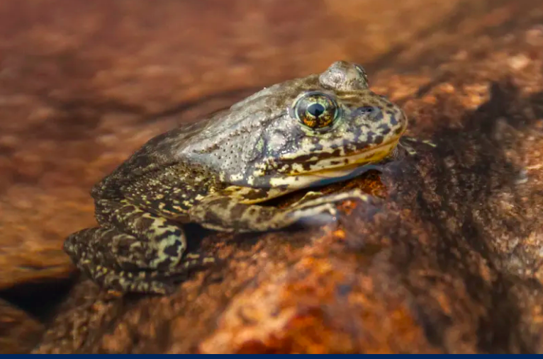 Frog with tan and black pattern, eyes with vertical pupils, sitting on a rock.