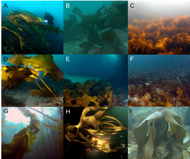 Nine views of different shapes of leaves, mostly long, in murky blue-green water.