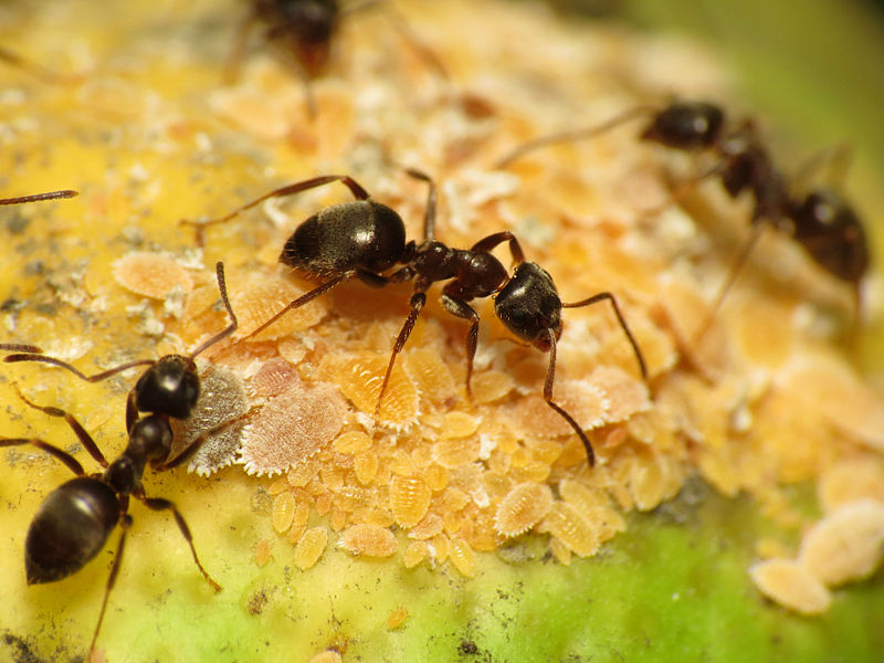 3 black ants tending to a pile of yellow aphids.
