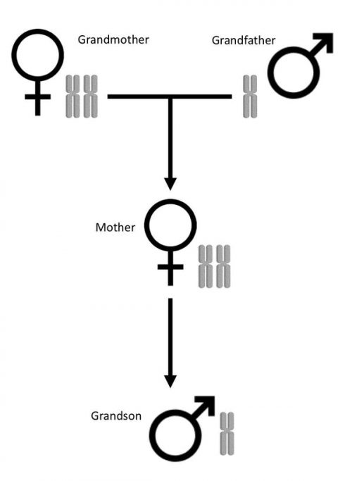 Family diagram showing number of genomes of 3 generations of ants.