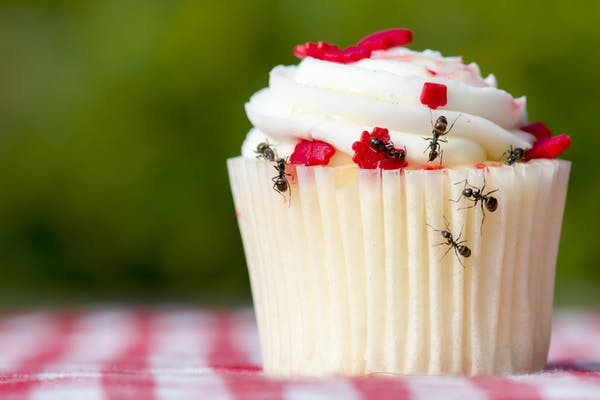 Ants crawling on a cupcake with swirly white icing and red sugar dots.